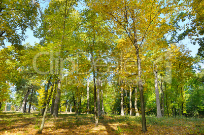 Autumn forest and fallen yellow leaves.