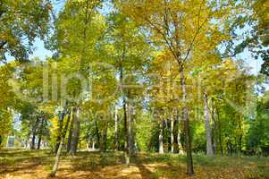 Autumn forest and fallen yellow leaves.