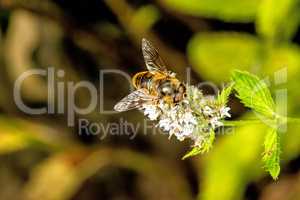 hover-fly on a flower of a peppermint