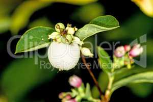 common snowberry with berries