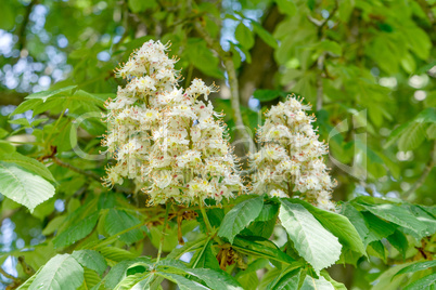 horse chestnut