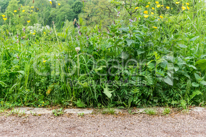 different wild plants