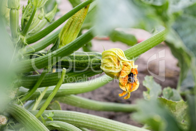 Zucchini plant