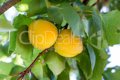 ripe apricots