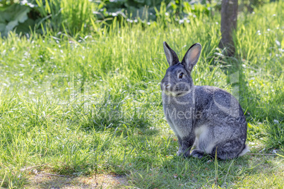 gray rabbit