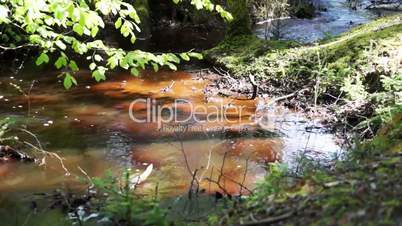 Idyllischer Wald mit Bach in Thy Nationalpark