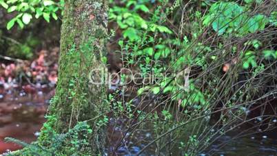 Kleiner Bach in einem grünen Laubwald
