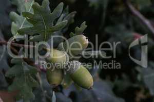 Acorns on an English oak