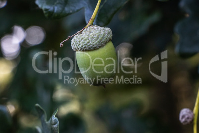 Acorns on an English oak