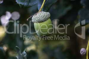 Acorns on an English oak