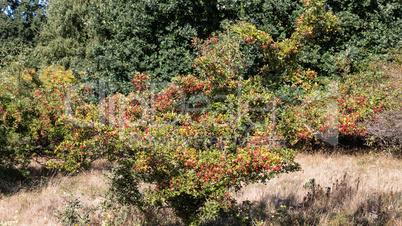 Hawthorn in the nature reserve Höltigbaum