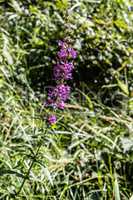 Violett blossoms in the vale of the beck Wandse