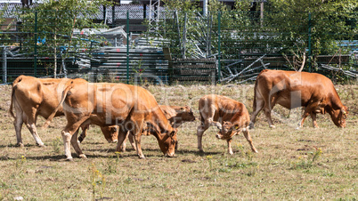 Cows on a meadow