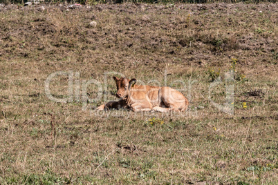 Young cow on a meadow