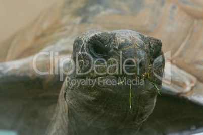 Portrait of a big turtle