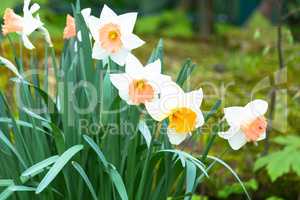 Daffodil, on a green meadow