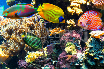 Colorful beautiful fish and underwater landscapes in the sea.