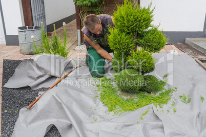 Thuja cut into shape