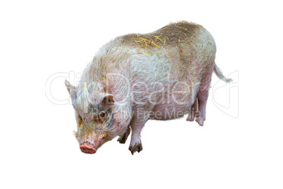 Domestic pig, pig or boar
