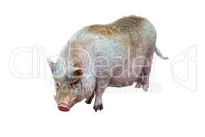 Domestic pig, pig or boar