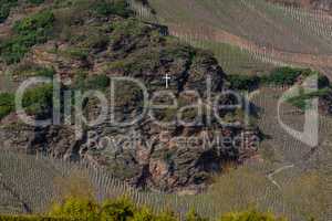 Vineyards on the Mosel river in spring.