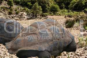 Great Seychelles Giant Tortoise