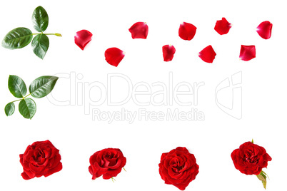 Flowers composition. Red roses isolated on white background. Fla