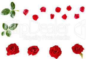 Flowers composition. Red roses isolated on white background. Fla