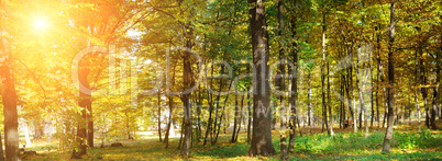 Autumn forest with yellow leaves and sun. Wide photo.