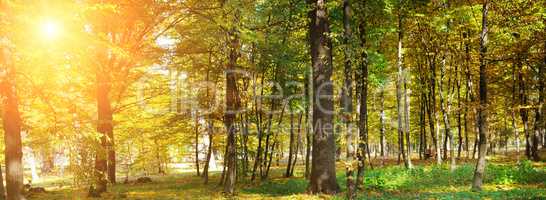 Autumn forest with yellow leaves and sun. Wide photo.