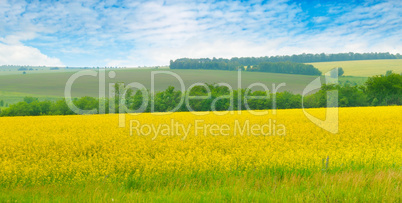 Canola field and blue sky with light clouds. Wide photo.