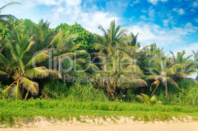 Tropical palms on the sandy beach .