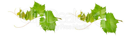 Vine leaves isolated on white .Wide photo.