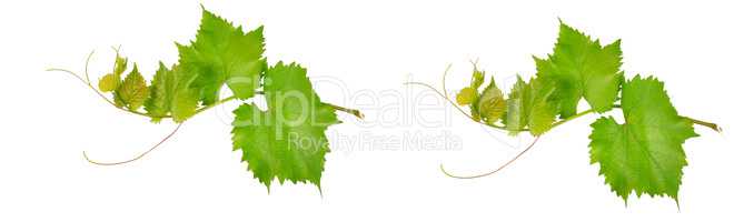 Vine leaves isolated on white .Wide photo.