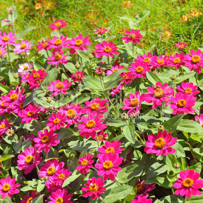 Background of beautiful flowers zinnias.