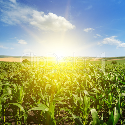 Green corn field and bright sun rise against the blue sky.