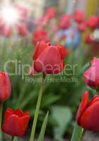 lot of red blossoming tulips on a white day
