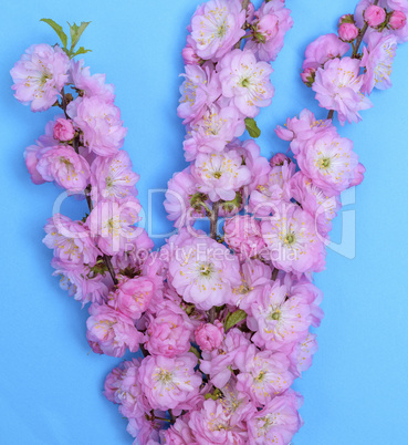 branches with pink flowers Louiseania triloba on a blue backgrou