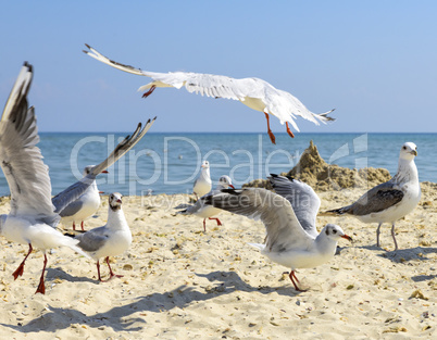 sea gulls on the beach in a summer sunny day, Ukraine
