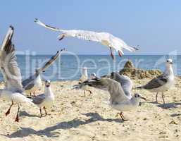 sea gulls on the beach in a summer sunny day, Ukraine