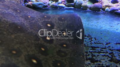 ocellate river stingray in the Zoo aquarium