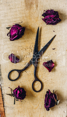 Scissors with Roses.