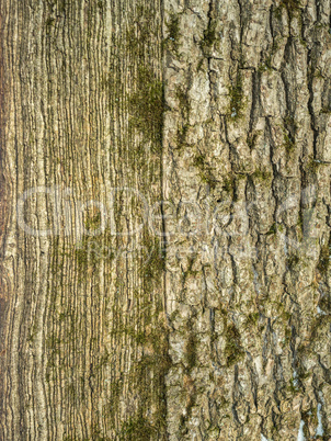vertical texture of oak bark.
