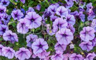 Blue Petunia flower garden for bright colorful landscape backgrounds