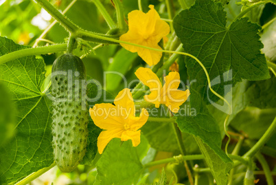 cucumbers in the greenhouse on the land in Russia