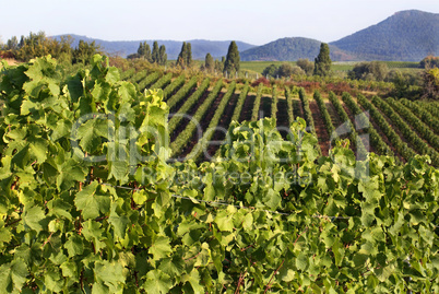 Weinberge in der Pfalz