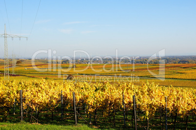 Weinlandschaft in der Pfalz