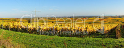 Weinlandschaft in der Pfalz