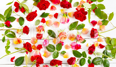 Red roses isolated on white background. Flat lay, top view.