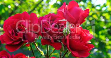 Beautiful roses in summer garden . Wide photo.